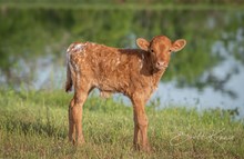 Pretty Rustic x Shiloh Chex 005 bull