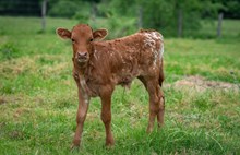 Pretty Rustic x Shiloh Chex 005 bull