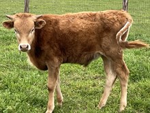 CK Fifty Shades of Desiree’ x Shiloh Chex 005 bull