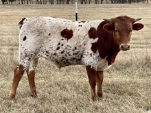 Cortez x Sage SIOUX STEER