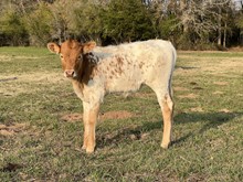 CK Fifty Shades of Desiree X Shiloh Chex  heifer