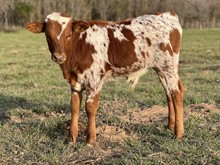 HL BUZZIN' BEAUTY X Shiloh Chex 005 bull 