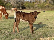 CK Buzz Cut x Shiloh Chex 005 heifer