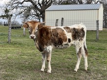 CK Shiloh's Million