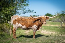 TLS Ginger