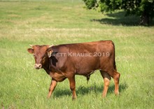 Kettle's Tattoo X HL Buzzin Beauty steer