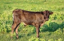 CK Bee's Bit O Honey X Shiloh Chex 005 bull 