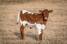 Lucky Replay X Lazy J's Shania bull calf