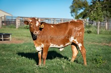 CK Texas Dolly
