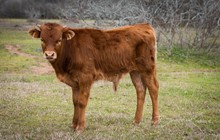 RR Paisley x Shiloh Chex 005 bull