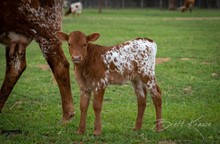 Lazy J's Shania x Shiloh Chex 005 heifer