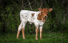 Helm Desiree 535 x Shiloh Chex 005 heifer