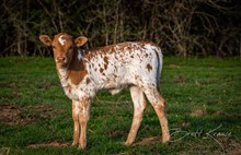 CK Hidden Jen X Shiloh Chex 005 heifer