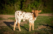 LAR Expresso Latte 5112 x Shiloh Chex 005 bull