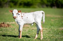 CK Easter Bonnet x Shiloh Chex 005 steer