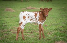 CK Hot Tattoo x Shiloh Chex 005 heifer