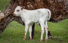Creamy Hot x Shiloh Chex 005 heifer
