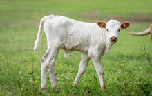 DH Pharlaps Star x Shiloh Chex 005 bull