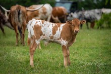 RC Brews Million x Shiloh Chex 005 bull