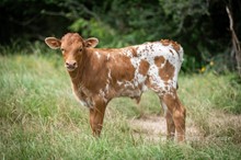 Take a Drink x Shiloh Chex 005 bull