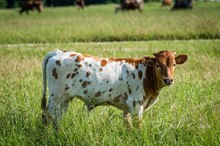 LAR Expresso Latte 5112 x Shiloh Chex 005 bull