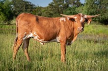 CK Texas Dolly