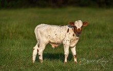 BL Diamond Girl x Shiloh Chex 005 bull