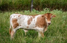 RC Brews Million x Shiloh Chex 005 bull