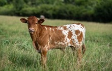 Take a Drink x Shiloh Chex 005 bull