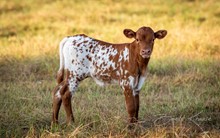 TLS Ginger x Shiloh Chex 005 heifer