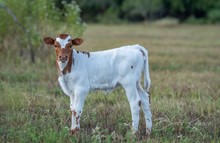 RR Paisley x Shiloh Chex 005 heifer