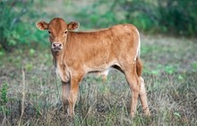CK Fifty Shades of Desiree’ x Shiloh Chex 005 bull