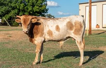 RC Brews Million x Shiloh Chex 005 bull