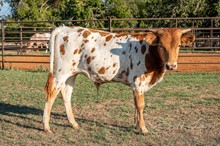 LAR Expresso Latte 5112 x Shiloh Chex 005 steer