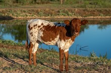 CK Shy Little Astra