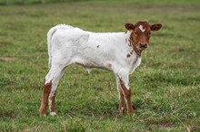 CK Te Kettle x Shiloh Chex 005 heifer