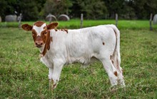 RR Paisley x Shiloh Chex 005 heifer