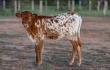 TLS Ginger x Shiloh Chex 005 heifer