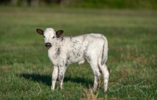 CK I Bee Shy x KDK Thor heifer