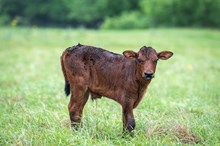Misty Rio x KDK Thor bull