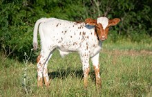 CK Shiloh's Tattoo x KDK Thor bull