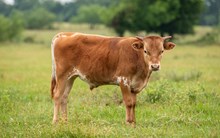 HL Buzzin' Beauty X Shiloh Chex 005 bull