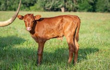 Creamy Hot x KDK Thor bull