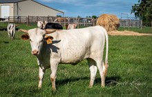 CK Buzz n Bee Happy x Shiloh Chex 005 heifer