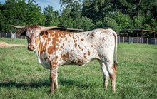 CK Shiloh's Last Call