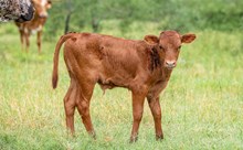 Creamy Hot x KDK Thor bull