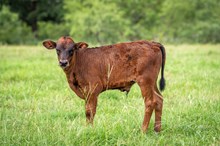Misty Rio x KDK Thor bull