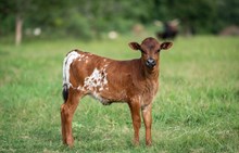 CK What's the Buzz x KDK Thor heifer