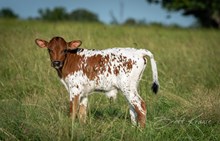 Helm Desiree 535 x KDK Thor bull