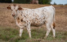 Kettle's Twister x KDK Thor bull